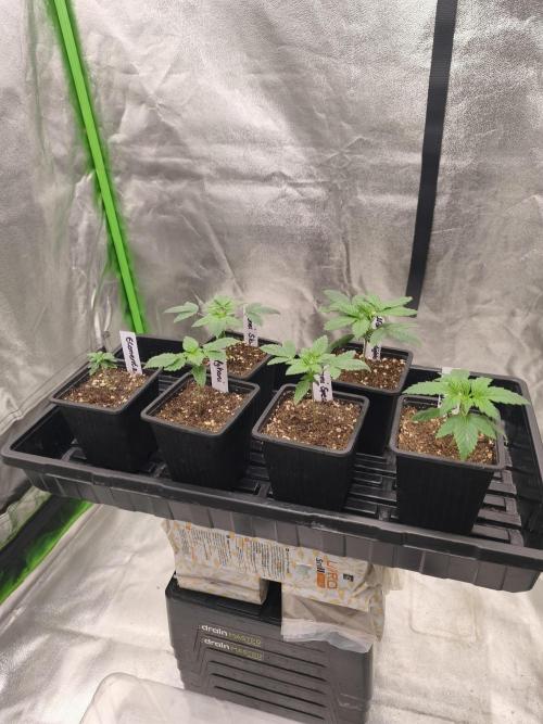 Indica Grow. Week 2