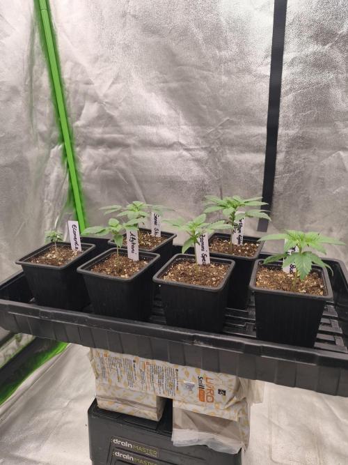 Indica Grow. Week 2