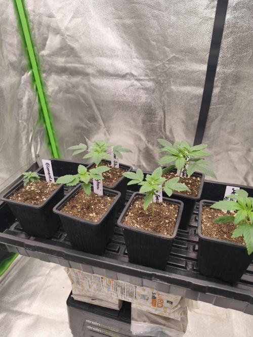 Indica Grow. Week 2