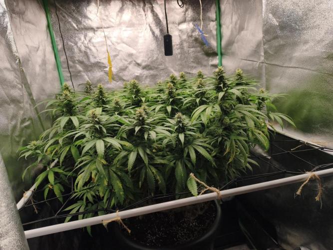 Big Mainline Project. Week 23
