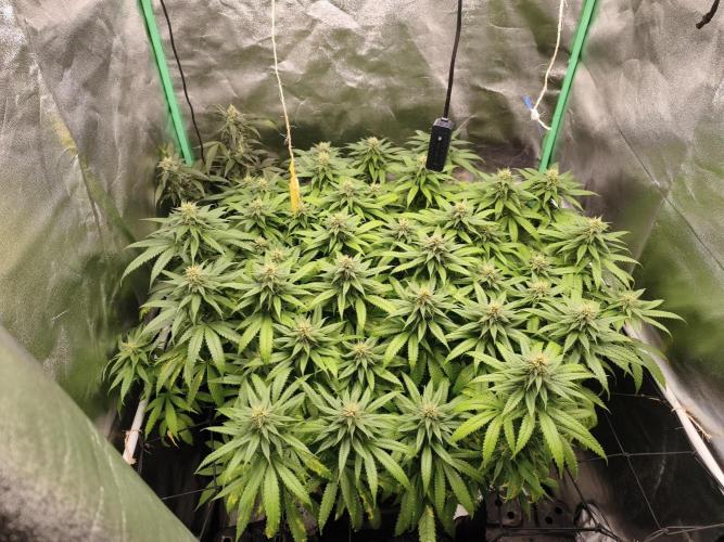 Big Mainline Project. Week 23