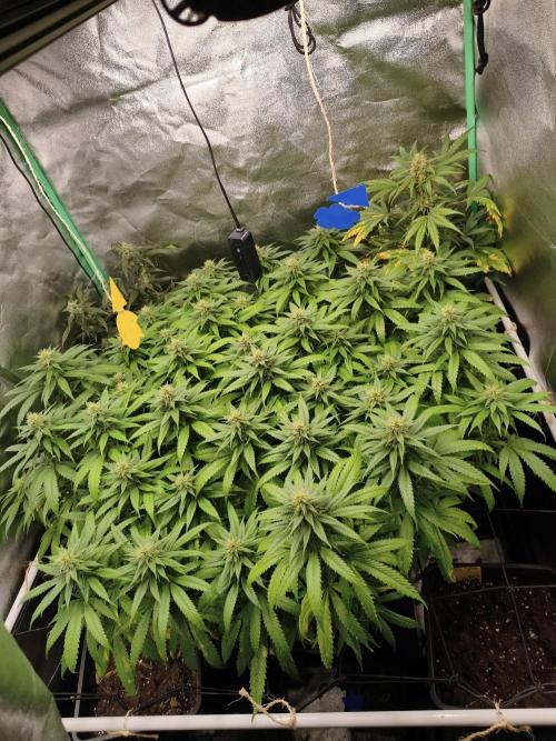 Big Mainline Project. Week 23