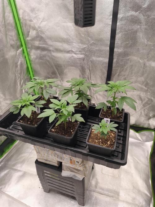 Indica Grow. Week 3