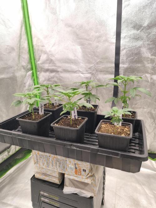 Indica Grow. Week 3