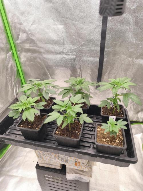 Indica Grow. Week 3