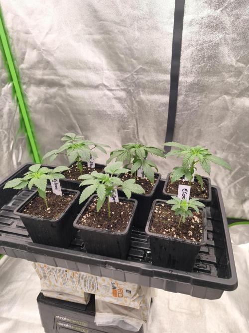 Indica Grow. Week 3