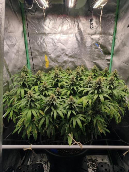Big Mainline Project. Week 24