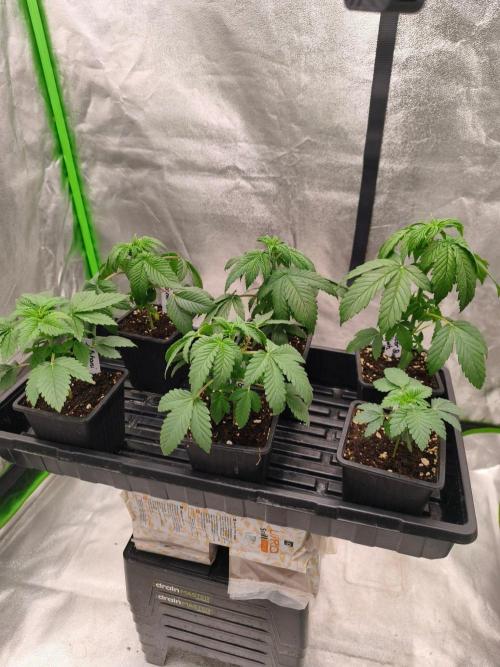 Indica Grow. Week 4