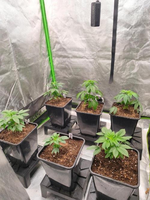 Indica Grow. Week 4