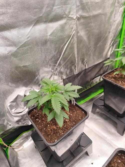 Indica Grow. Week 4