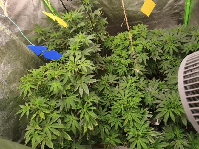 ZAMMIGROW2024. Week 10