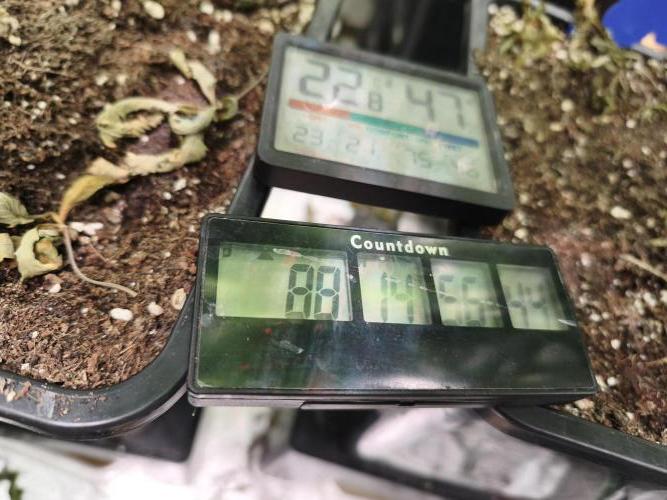ZAMMIGROW2024. Week 13