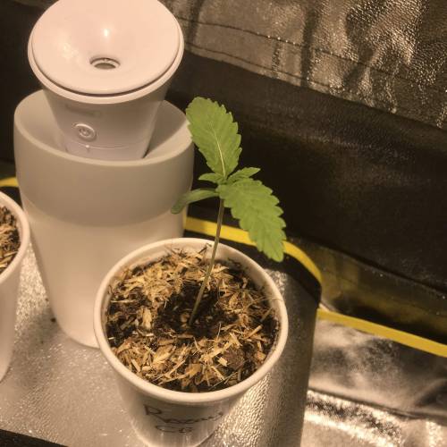 Bohemian - Rozay . Week 1 - Day 7