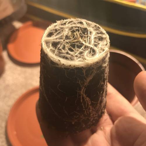 Bohemian - Rozay . Week 2 - Day 14 - Root Zone