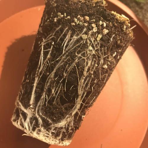 Bohemian - Rozay . Week 2 - Day 14 - Root Zone