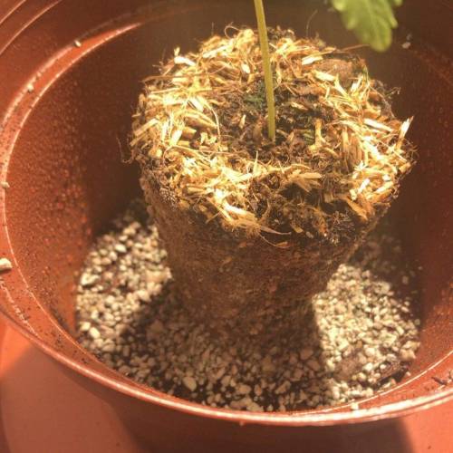 Bohemian - Rozay . Week 2 - Day 14 - Going into her new home