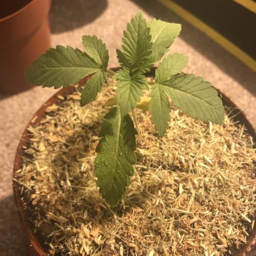 Bohemian - Rozay . Week 2 - Day 14