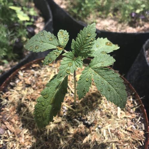 Bohemian - Rozay . Week 2 - Day 14