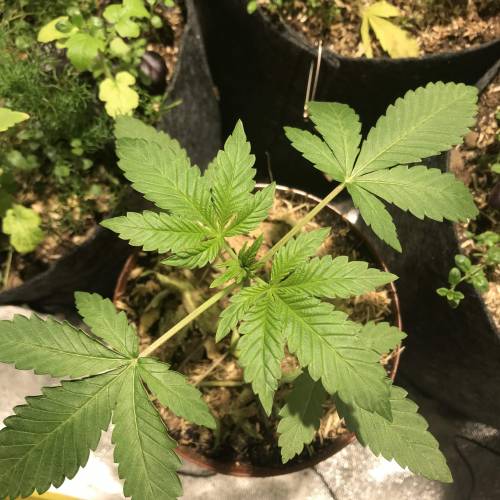 Bohemian - Rozay . Week 3 - Day 21