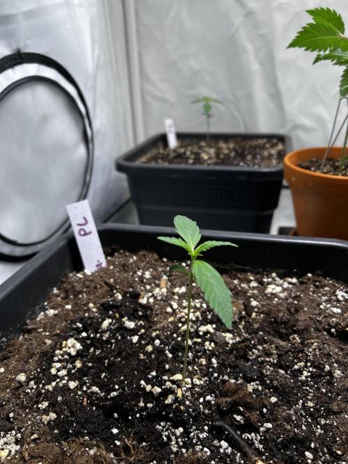 Automatics. Week 2 - 2x Purple Lemonade