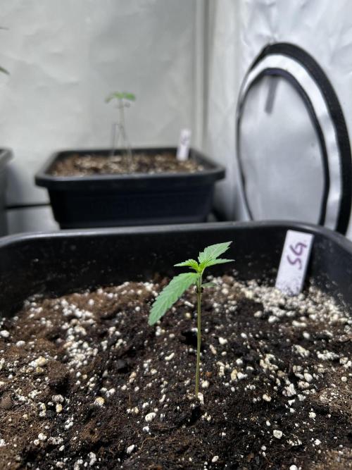 Automatics. Week 2 - 1x Purple Lemonade (back left)
1x Strawberry Gorilla (front right)