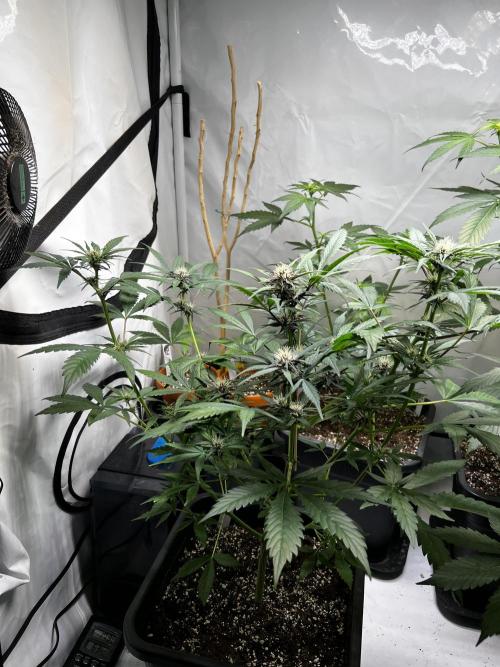 Automatics. Week 8