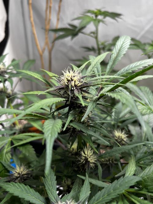 Automatics. Week 8