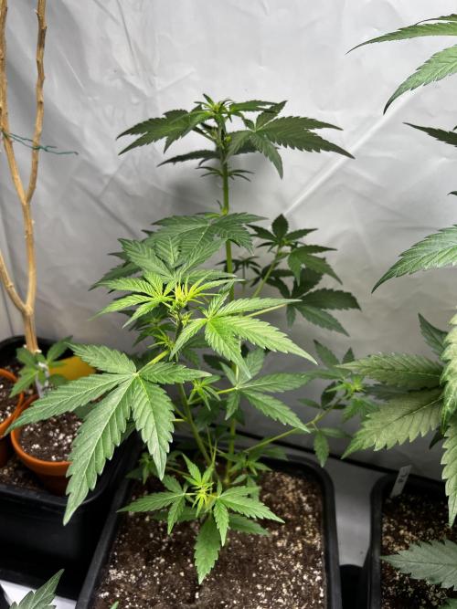 Automatics. Week 8