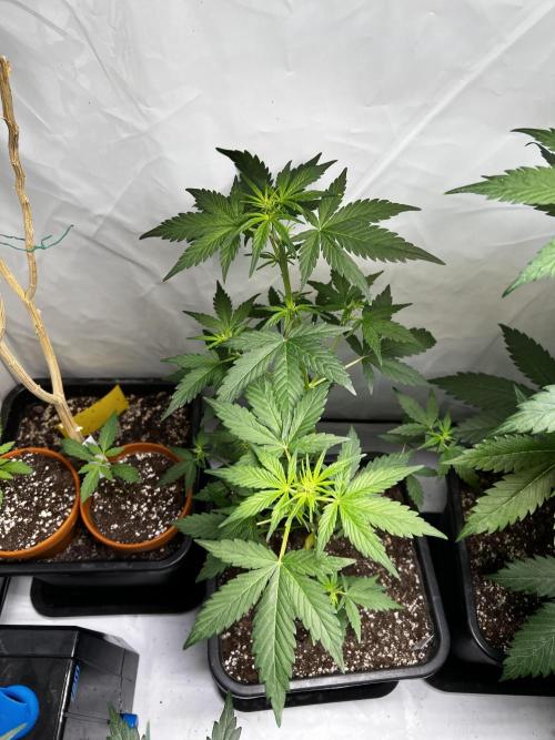Automatics. Week 8