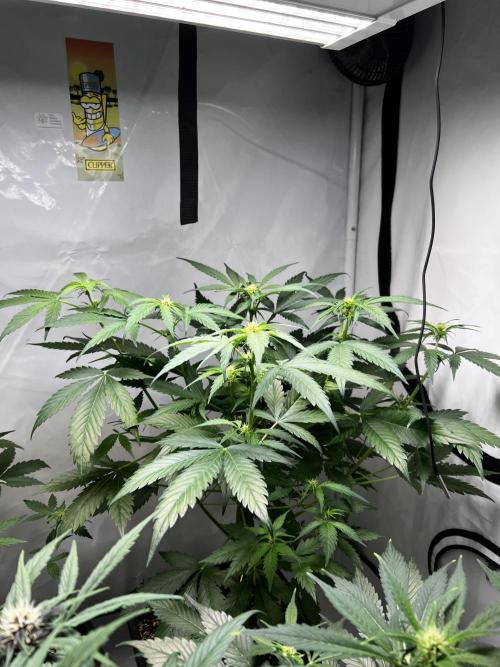 Automatics. Week 8