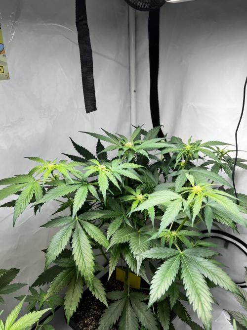 Automatics. Week 8