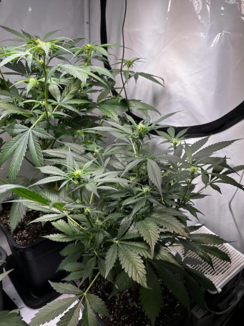 Automatics. Week 8