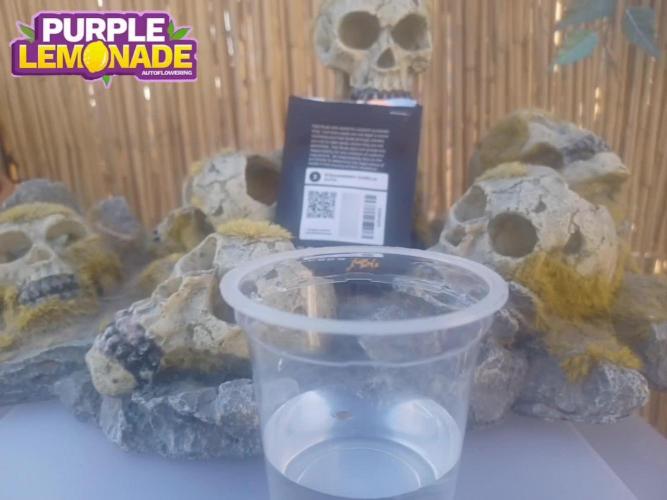 Fast Buds Purple Lemonade Autoflower