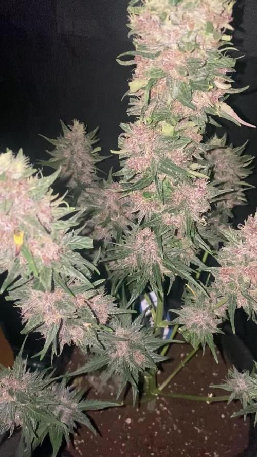 ZAMNESIA❄️WHITE TRUFFLE❄️Auto