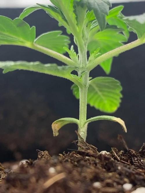 Auto Candy Divine Seeds