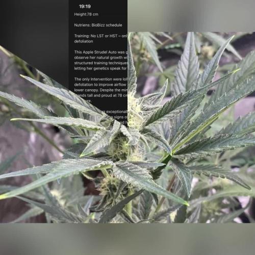 FastBuds💥Apple Strudel