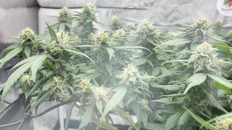 Fast Buds💜PurpleLemonade FF