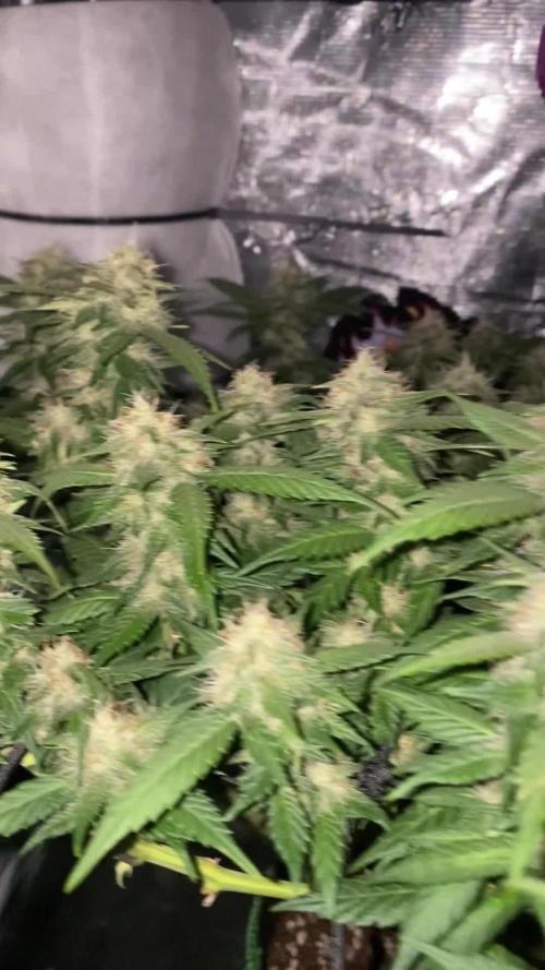 Fast Buds💜PurpleLemonade FF