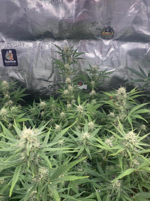 Pink Rozay Autoflower🌷Zamnesia. Week 8