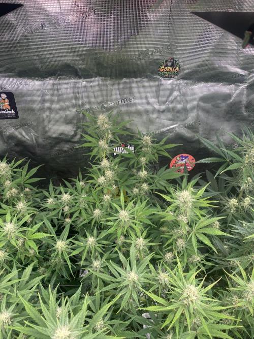 Pink Rozay Autoflower🌷Zamnesia. Week 8