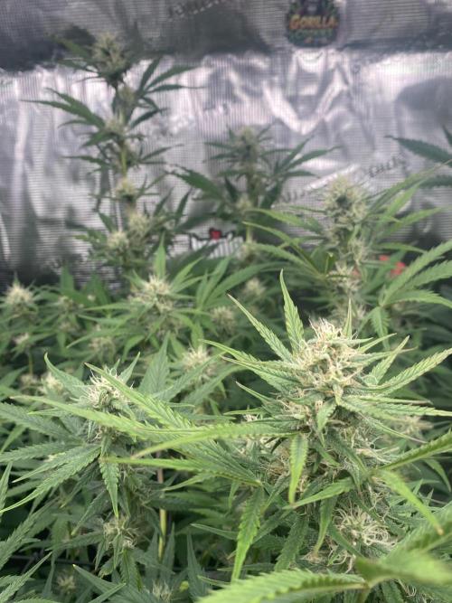 Pink Rozay Autoflower🌷Zamnesia. Week 8