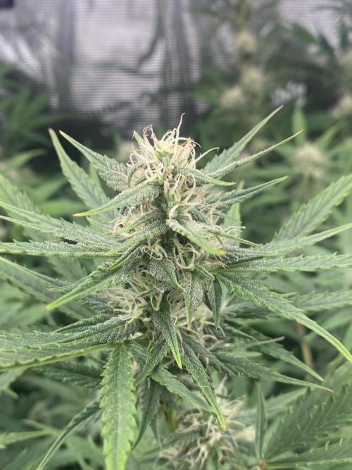 Pink Rozay Autoflower🌷Zamnesia. Week 8