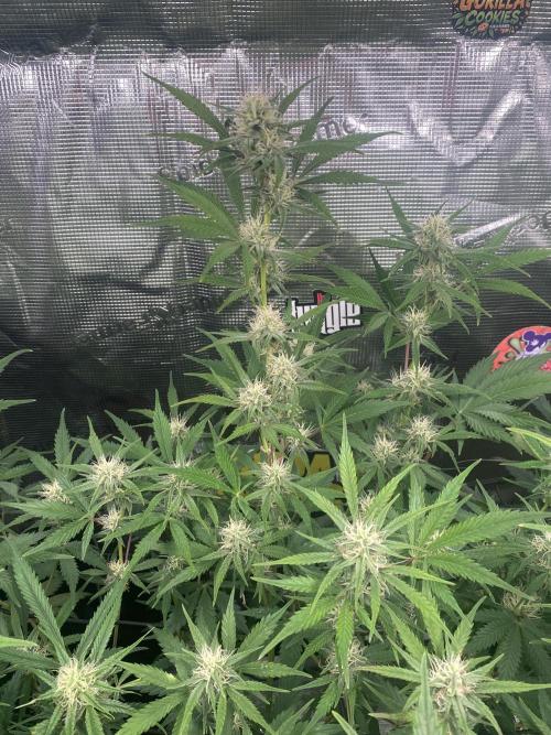 Pink Rozay Autoflower🌷Zamnesia. Week 8