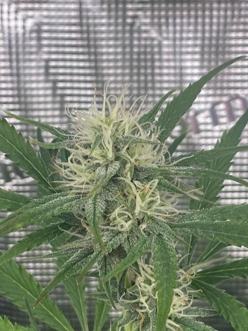 Pink Rozay Autoflower🌷Zamnesia. Week 8