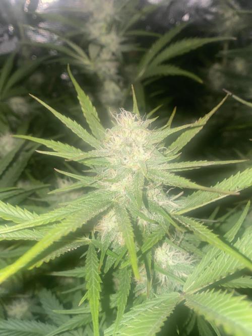 Pink Rozay Autoflower🌷Zamnesia. Week 8