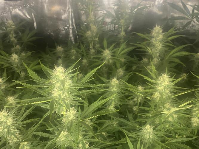 Pink Rozay Autoflower🌷Zamnesia. Week 8