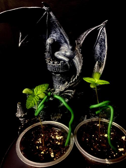 Cereal Milk💚. Week 1