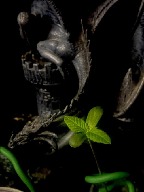 Cereal Milk💚. Week 1