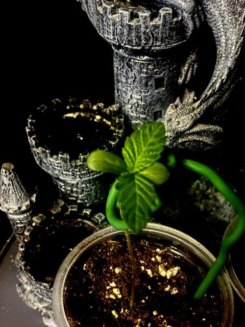 Cereal Milk💚. Week 1