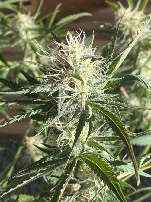 Pink Rozay Autoflower🌷Zamnesia. Week 8